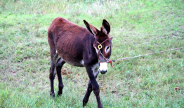 大马配小驴视频,大马与小驴的欢乐互动瞬间